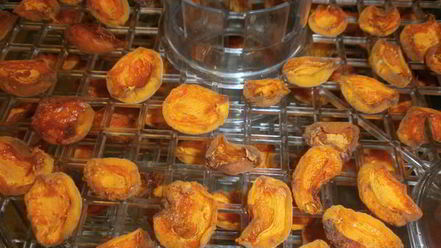 Рецепт сушки абрикосов в электросушилке