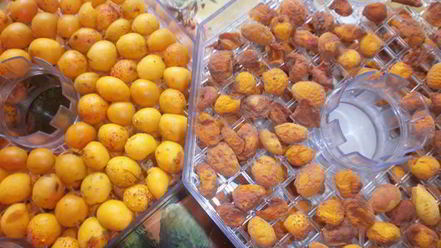 Рецепт сушки абрикосов в электросушилке