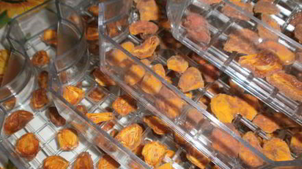 Рецепт сушки абрикосов в электросушилке