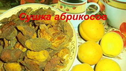 Рецепт сушки абрикосов в электросушилке