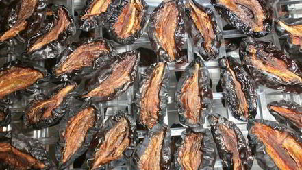 Рецепт сушки слив в электросушилке