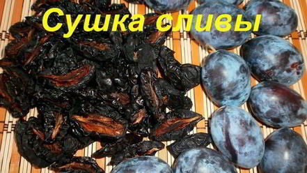 Рецепт сушки слив в электросушилке