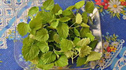 Рецепт тарталеток вкусный пикник