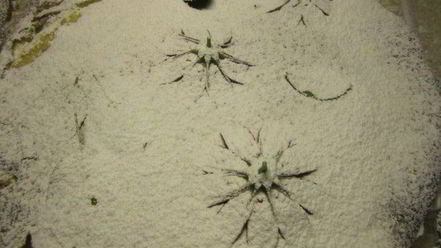 Рецепт тарта с карамелизированными фруктами и творожным пудингом