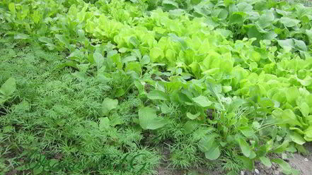 Рецепт тарта творожного с зеленью