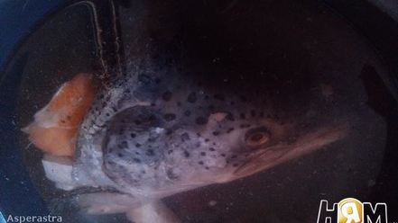 Рецепт сильно рыбного заливного