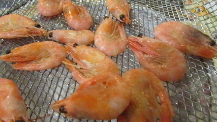 Рецепт заливного из судака и креветок