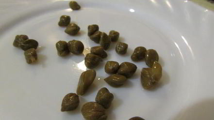 Рецепт заливного из судака и креветок