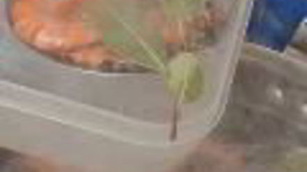 Рецепт заливного из судака с креветками